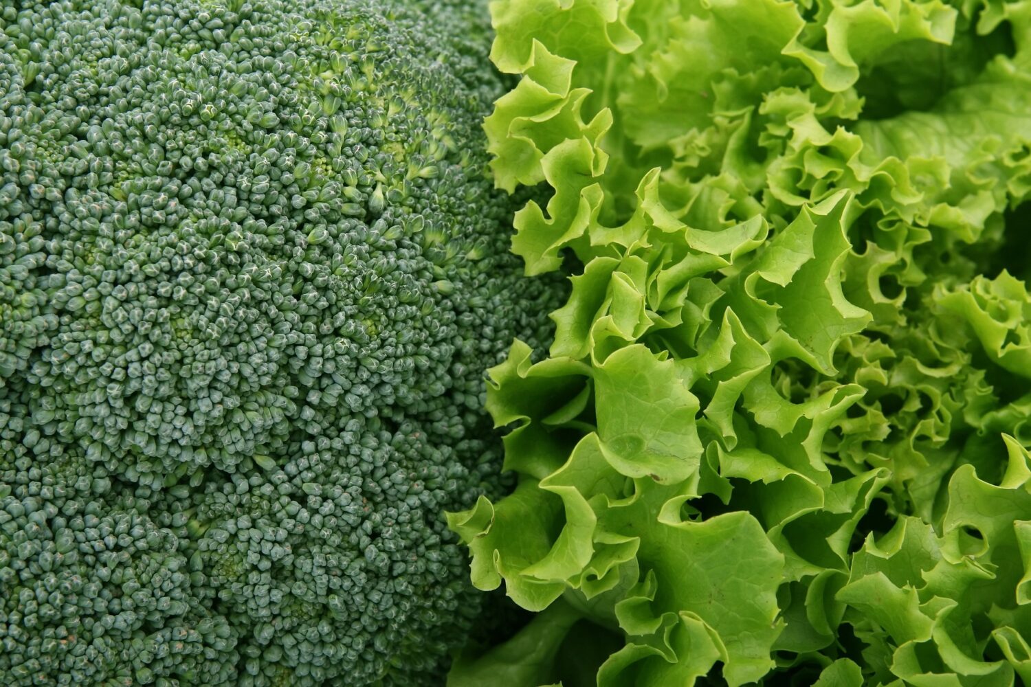 Aerial view of broccoli and lettuce leafy greens that will strengthen your teeth and gums